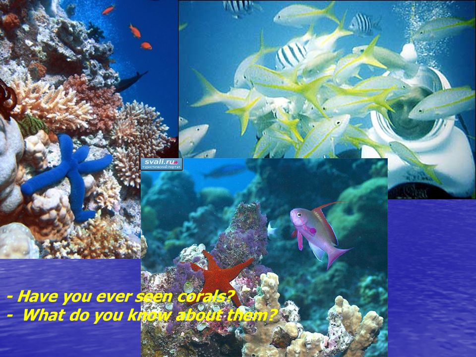 ジョアン・フック Fishes of The Barrier Reef-